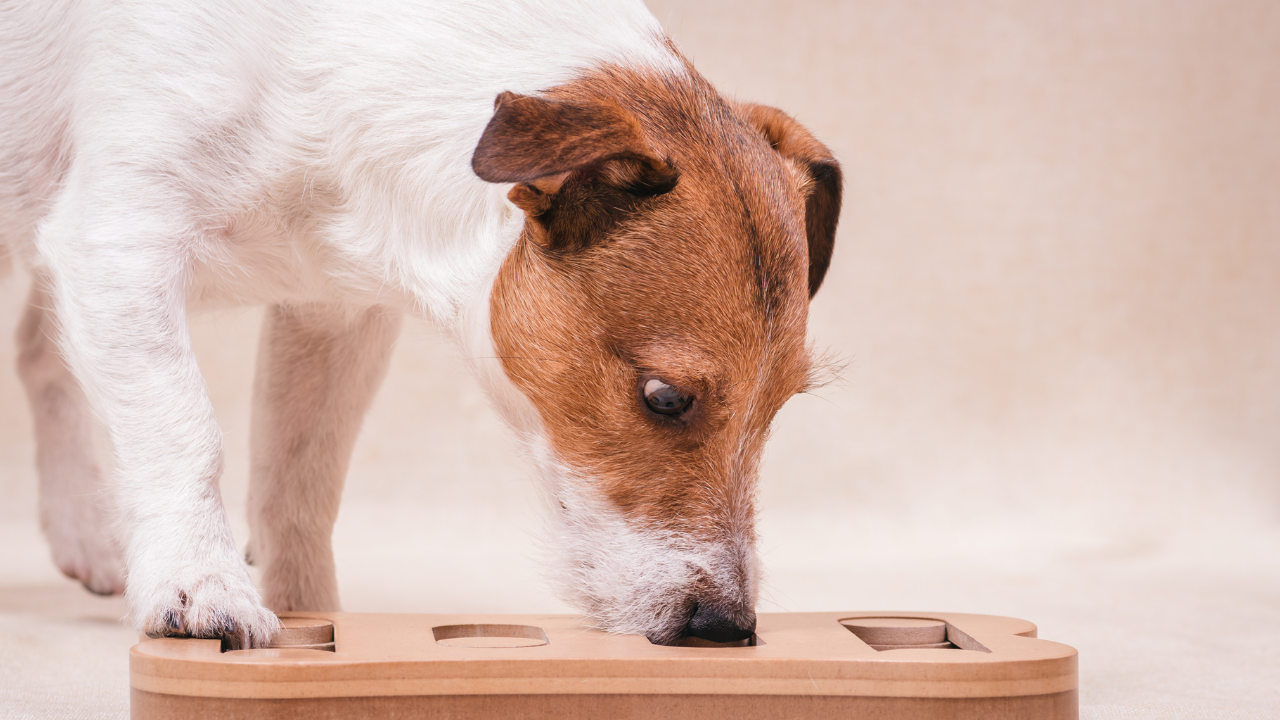 Are enrichment toys actually good for your dog?