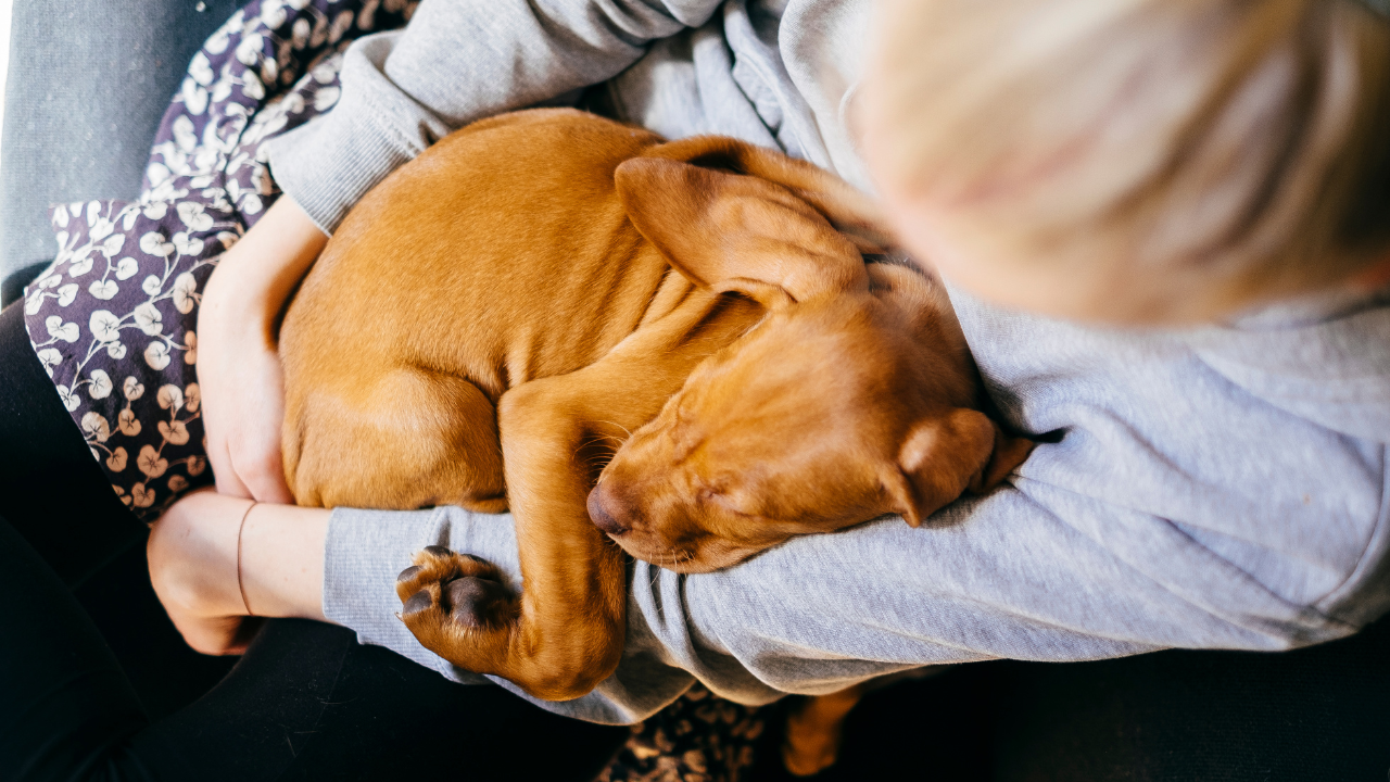8 Essentials For Your New Puppy’s Health