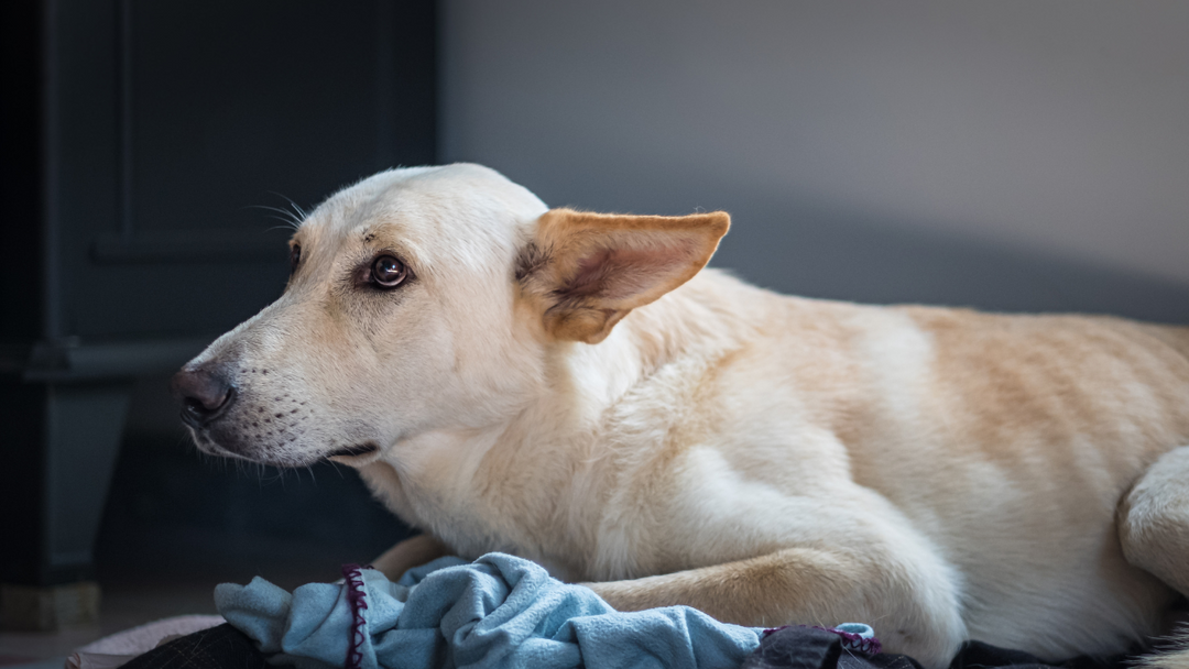 8 Signs Your Dog Has Anxiety and Ways to Treat It Fera Pet Organics