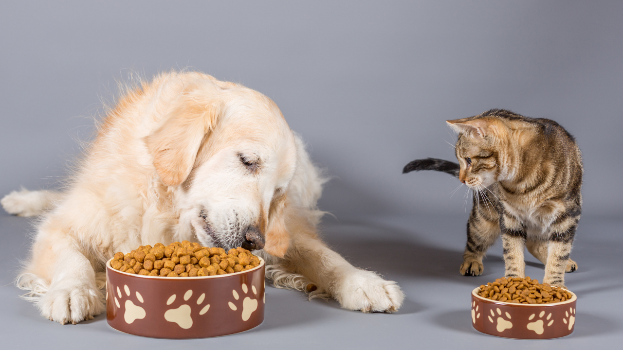 dog and cat health