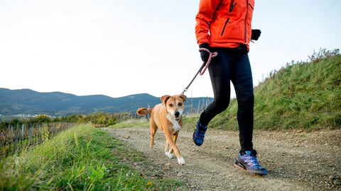 7 Ways to Strengthen Your Dog’s Immune System