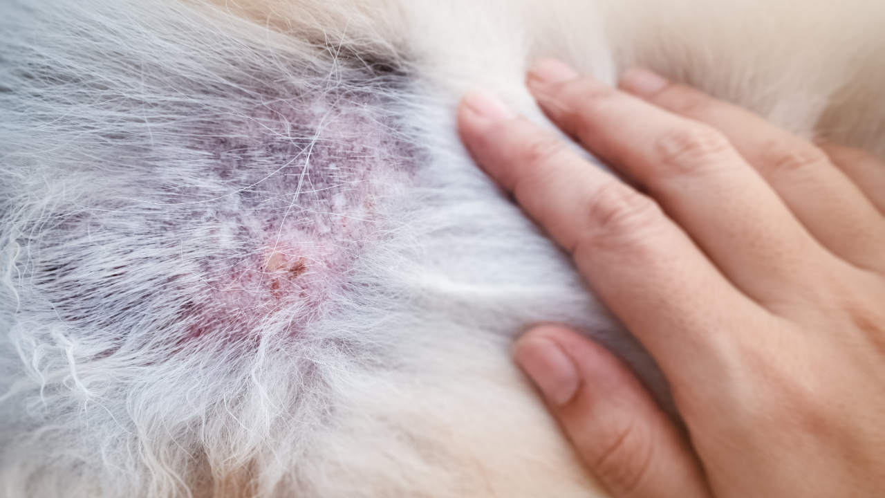 Causes of Atopic Dermatitis in Pets and the Best Ways to Treat It