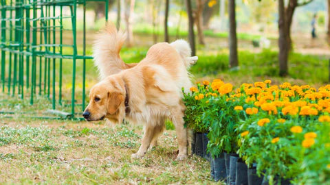 Signs of a UTI in Dogs and How You Can Help