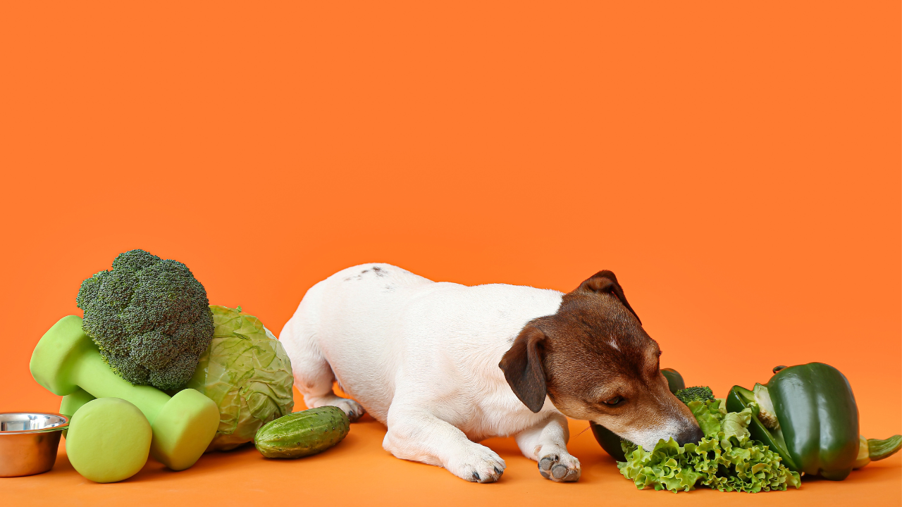 Nutrition for Dogs with Liver Disease