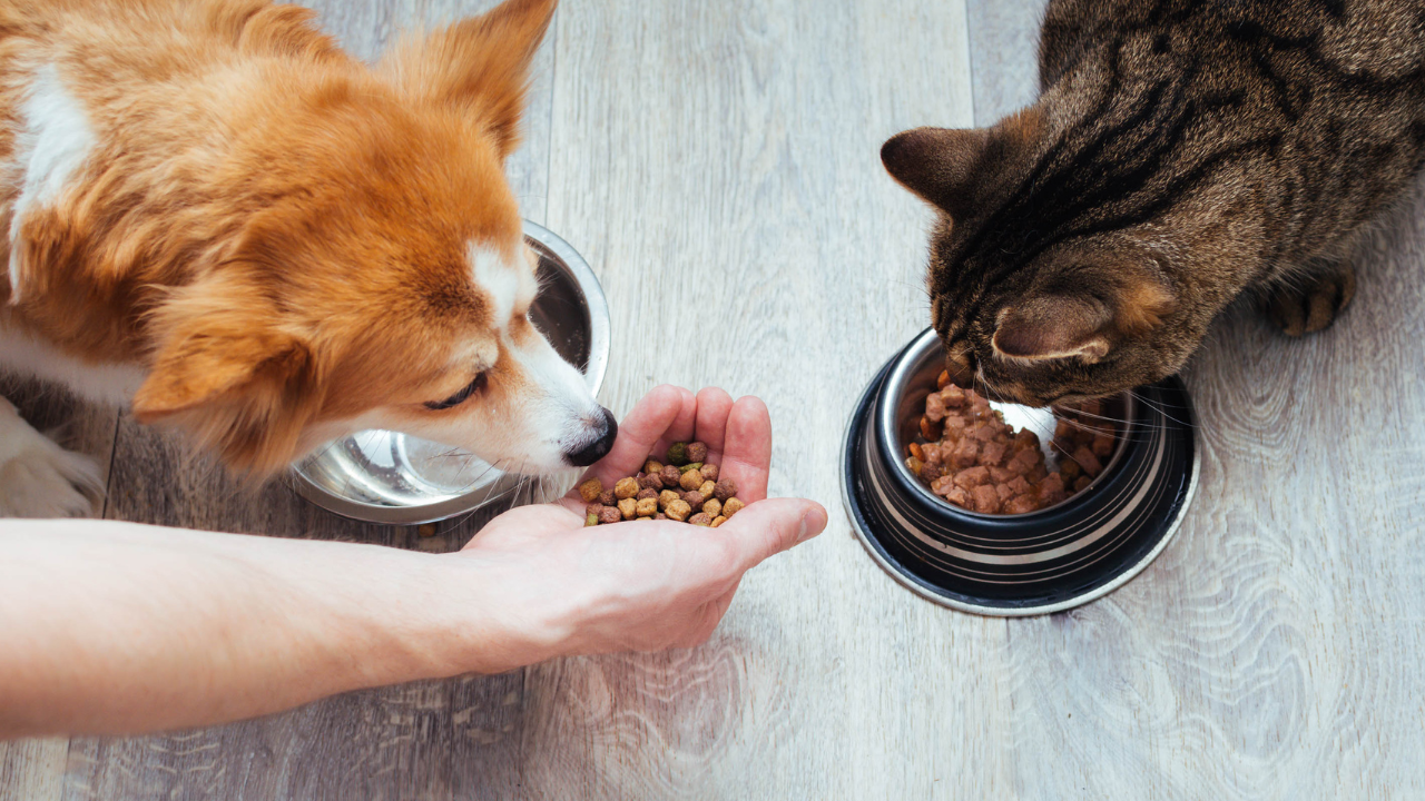 How to Find the Best Pet Supplements in 2023