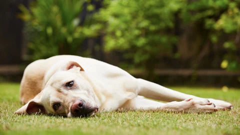 6 Ways to Care For Your Senior Dog's Joints