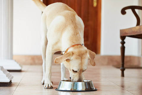 15 of the Best Ways to Maintain Your Pet’s Gut Health