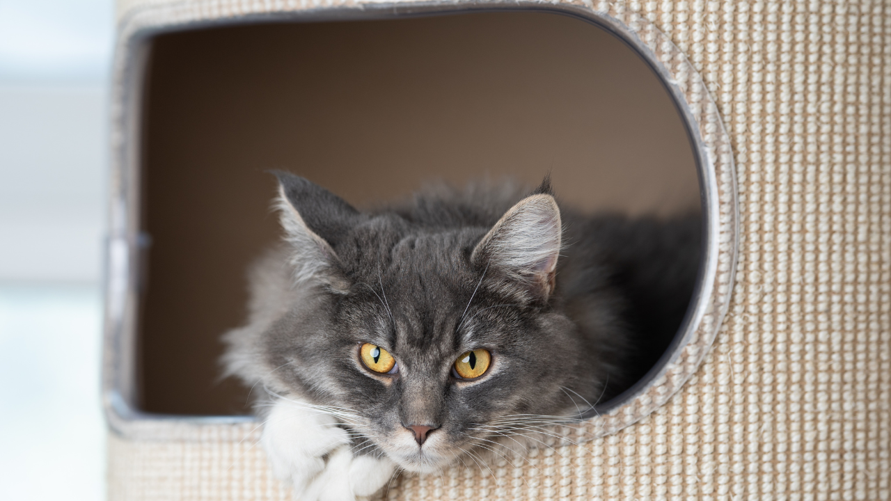 5 Ways to Enrich your Cats Life