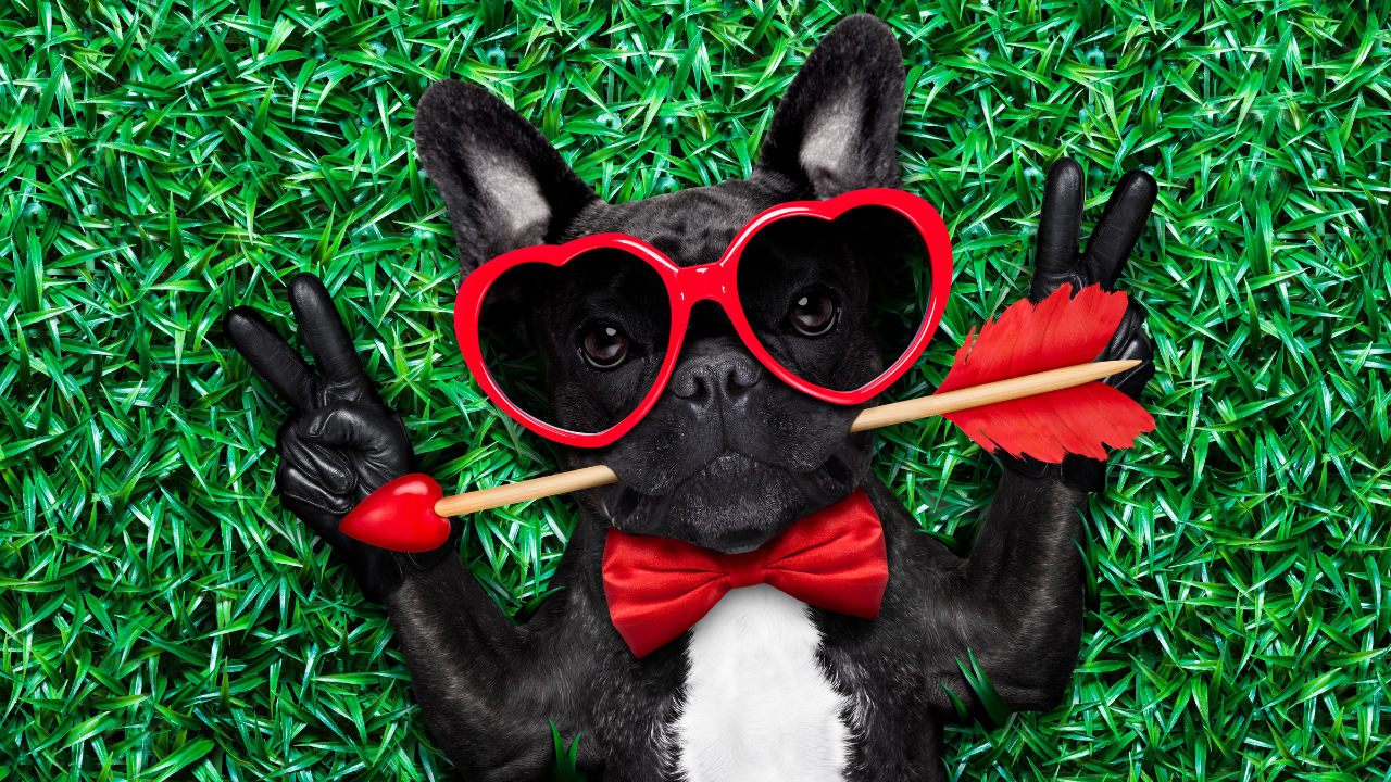 5 Ways to Celebrate Valentine's Day with Your Dog