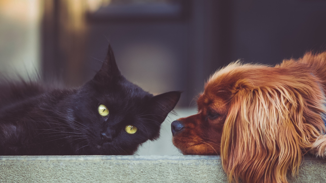 Dog and cat, will they benefit from a probiotic