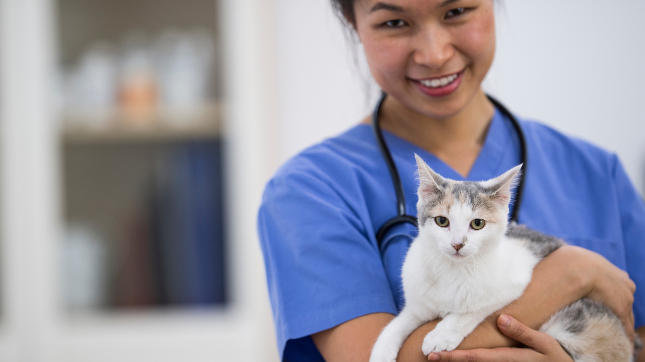 common health concerns in cats