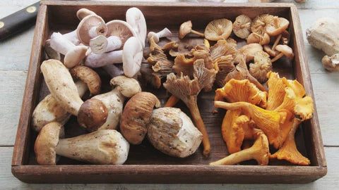 10 Organic Mushrooms to Improve Your Dog’s and Cat’s Health