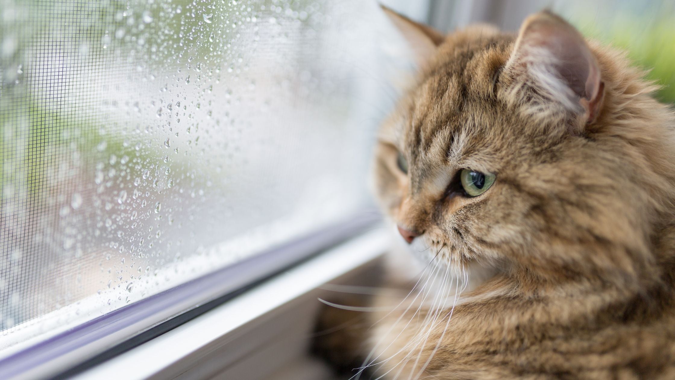 5 Signs of Depression in Pets and How to Cheer Them Up Without Medication 