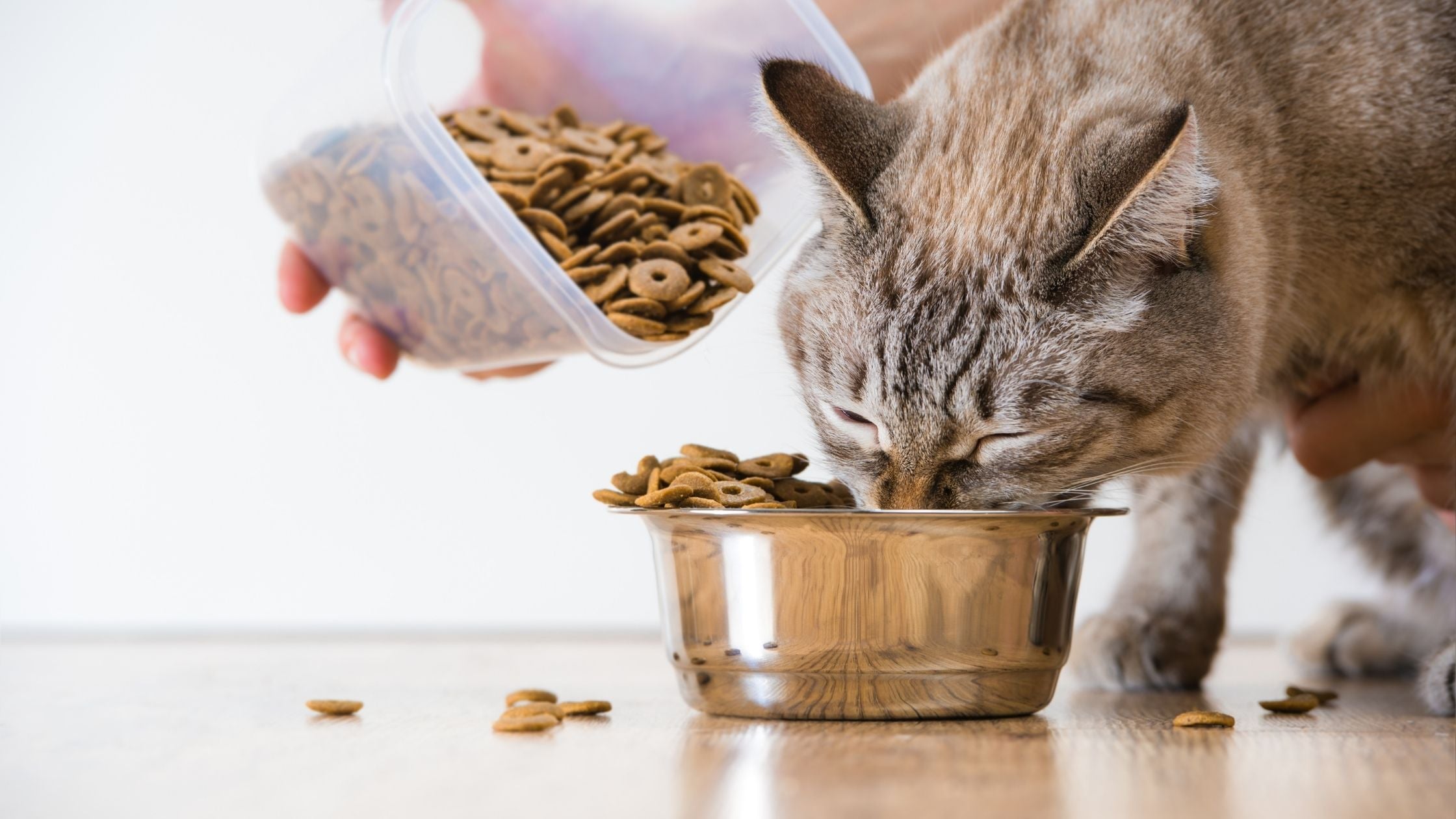 Feeding an Overweight Pet: A Guide to Getting Your Furry Friend Back in Shape