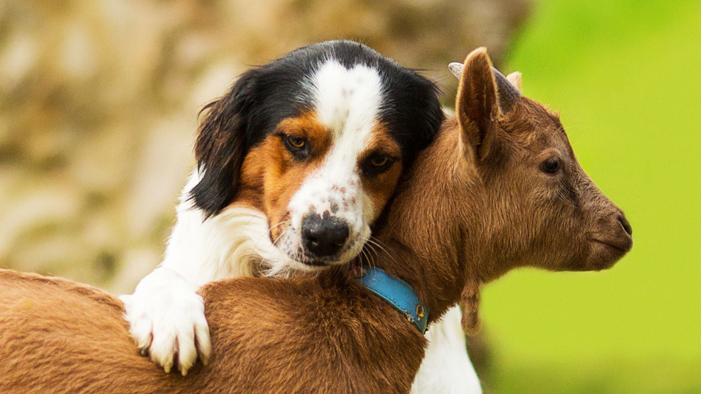 6 Pawsome Benefits of Goat Milk for Dogs and Cats