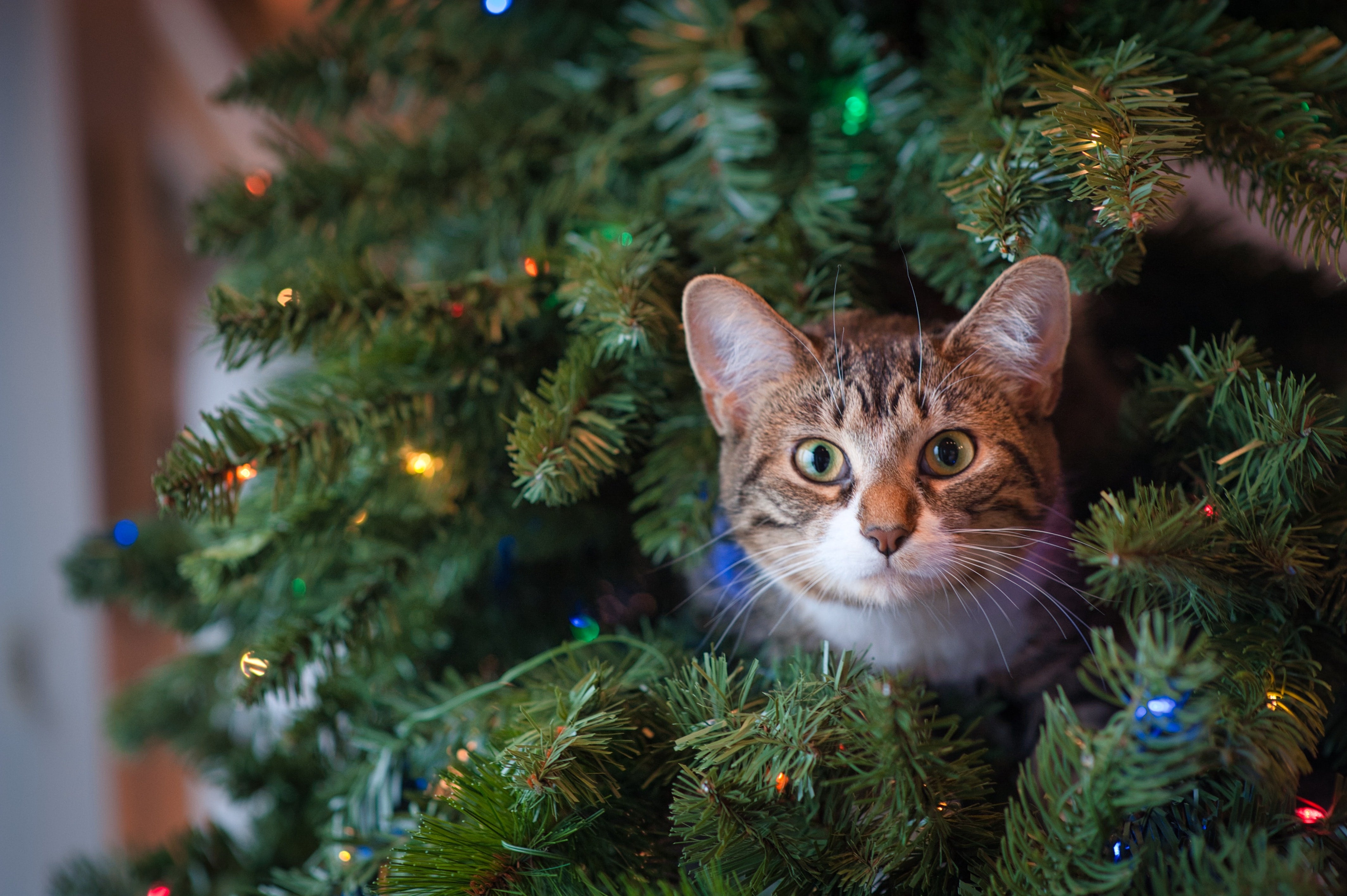cat in a tree the holidays and pet safety