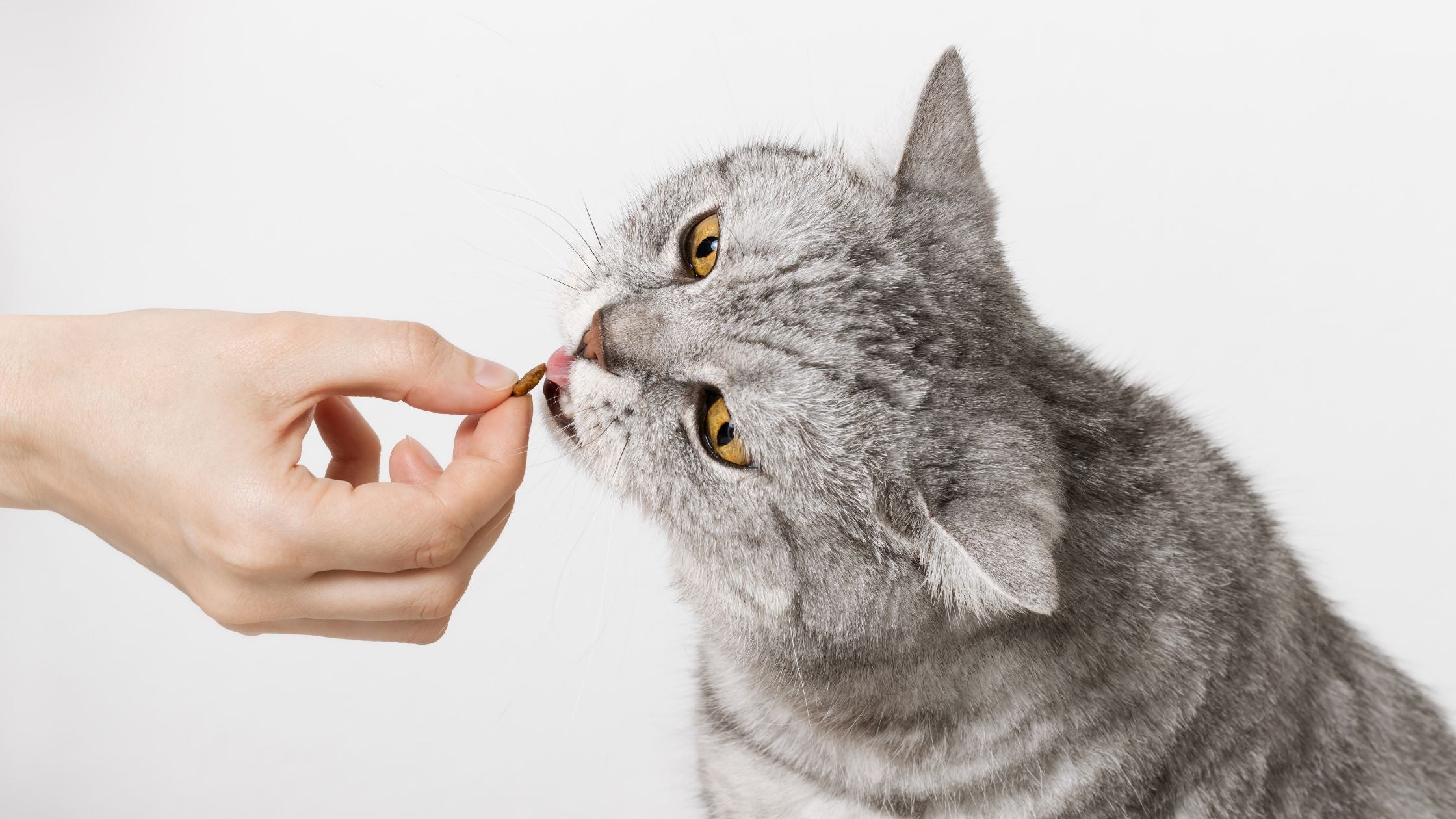 The Purrfect List of Homemade Cat Treat Recipes