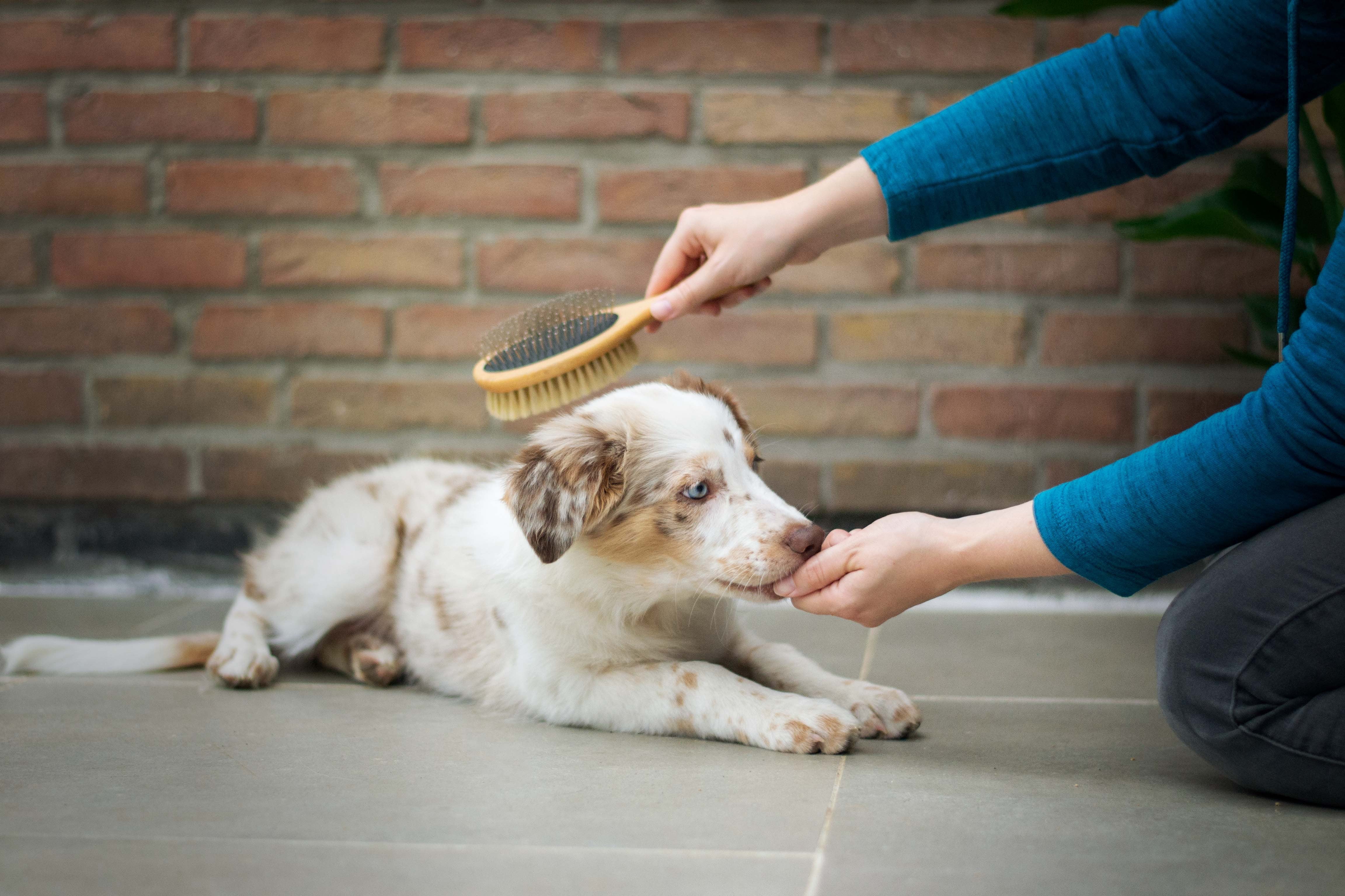 dog getting brushed and pet grooming tips