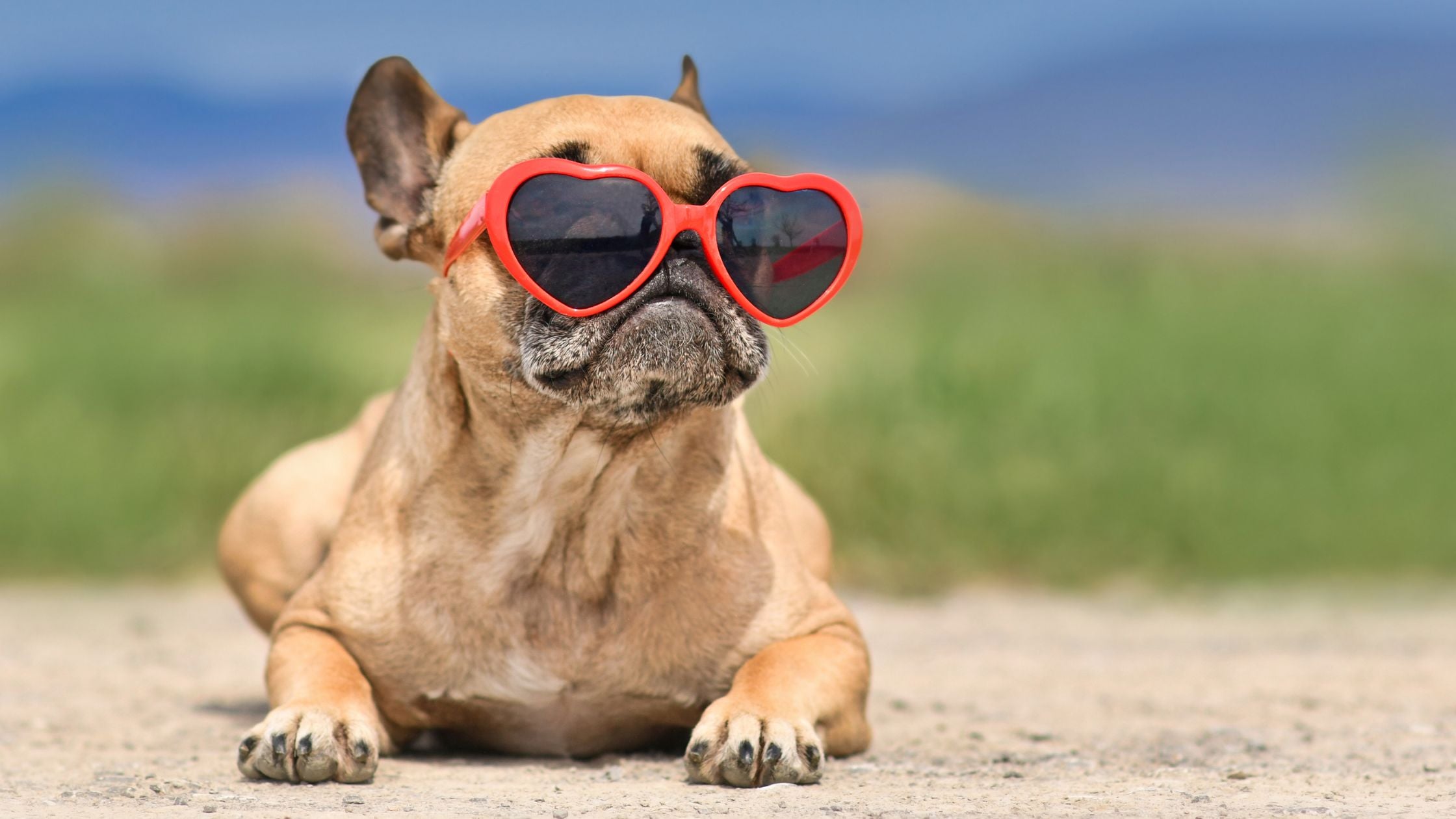 Pet Summer Safety: 10 Ways to Keep Your Furry Friends Healthy This Season