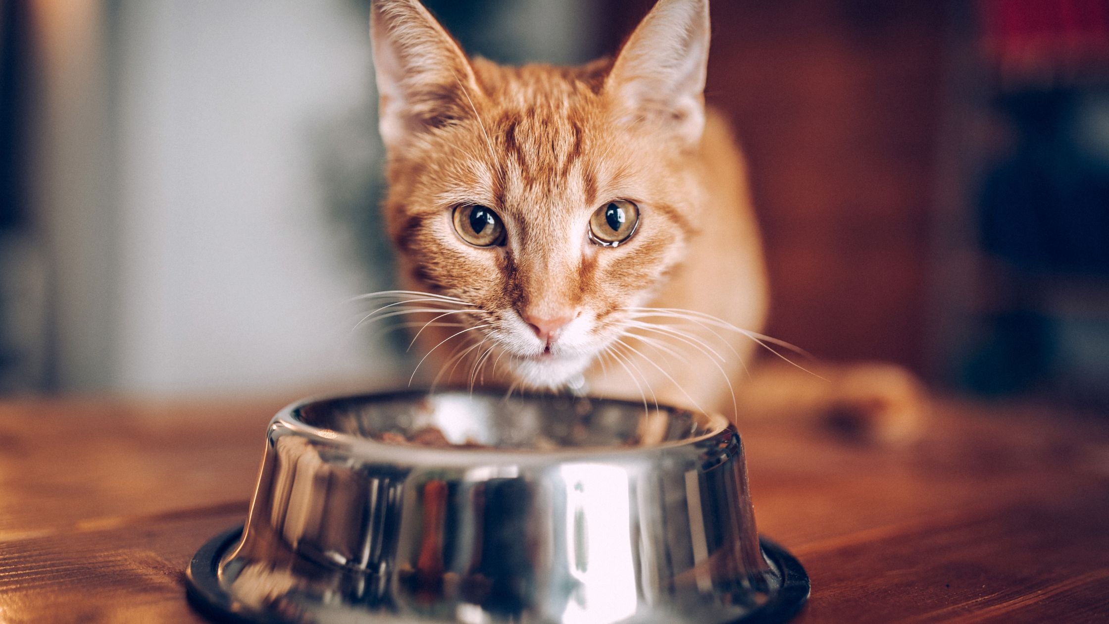 Supplements for Pets: When Are They Necessary?