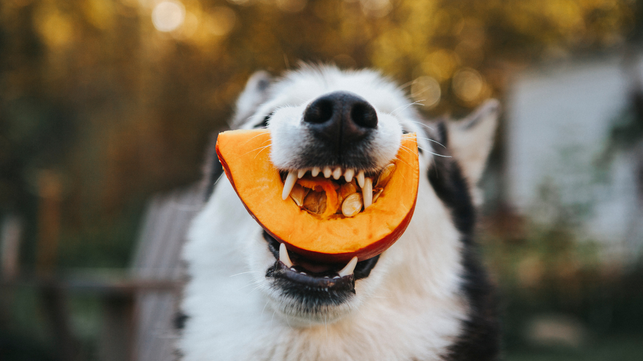 7 Reasons Why Pumpkin is Good For Dogs and Cats