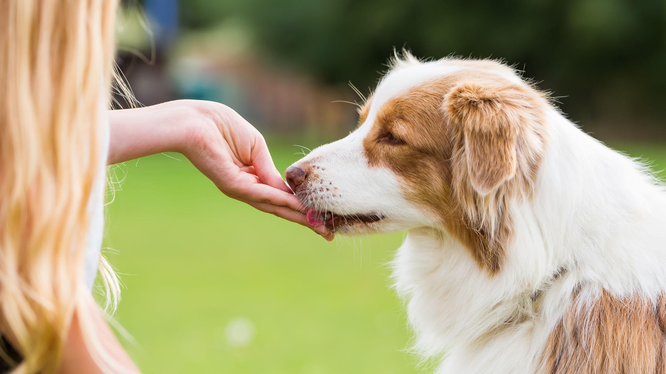10 Essential Vitamins for Dogs and Cats That Your Pet Needs to Stay Healthy