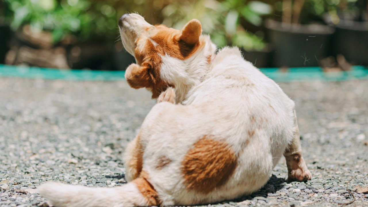 The Top Signs of Allergies in Pets and How You Can Help