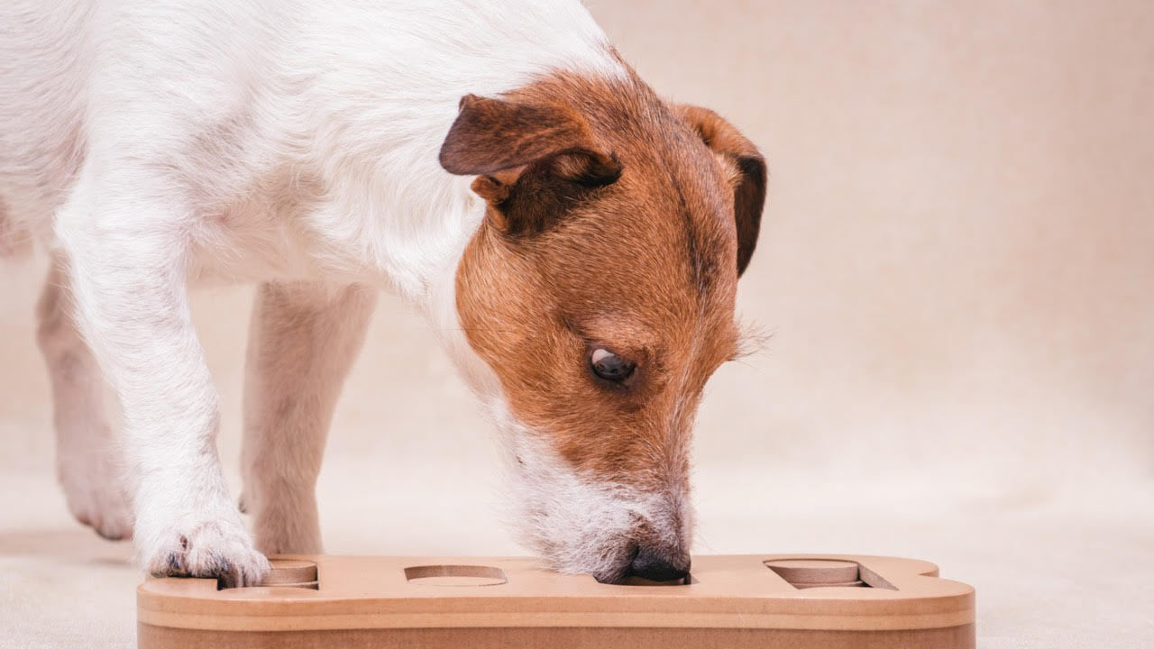 The Best Ways to Improve Your Pet’s Cognitive Health